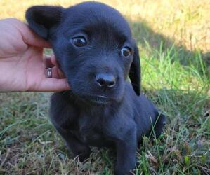 Labbe Puppy for sale in APPOMATTOX, VA, USA