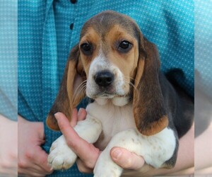 Beagle Puppy for sale in RICHLAND, PA, USA