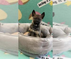 German Shepherd Dog Dogs for adoption in Rosenberg, TX, USA