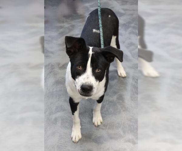 Medium Photo #1 Labrador Retriever-Unknown Mix Puppy For Sale in Thief River Falls, MN, USA