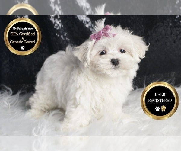 Medium Photo #6 Maltese Puppy For Sale in WARSAW, IN, USA