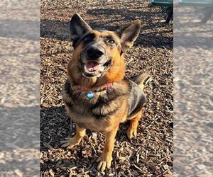 LUNA - Female German Shepherd Dog Dog for Adoption