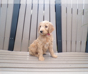 Medium Goldendoodle