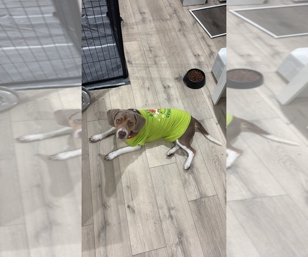 Medium Photo #1 Beagle Puppy For Sale in FORT LAUDERDALE, FL, USA