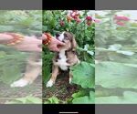 Small Photo #40 Bernese Mountain Dog-Caucasian Shepherd Dog Mix Puppy For Sale in STEVENS, PA, USA