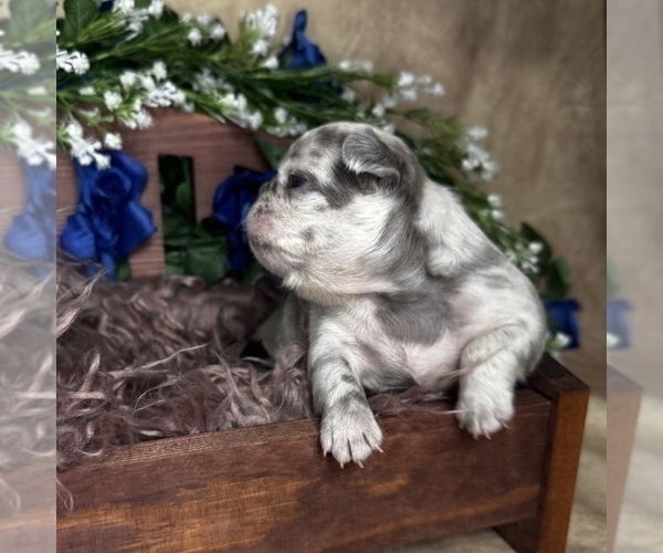 Medium Photo #6 French Bulldog Puppy For Sale in SPRINGFIELD, MO, USA