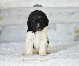 Poodle (Standard) Puppy for sale in COCHRANTON, PA, USA