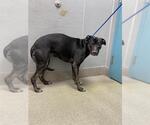 Small American Pit Bull Terrier Mix