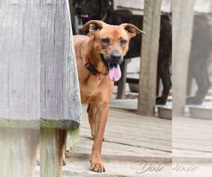 Dixie (Trinity) - Female Labrachow Dog for Adoption - Photo #2