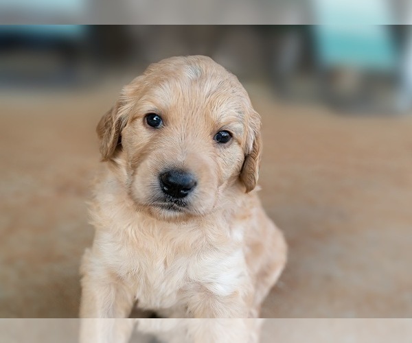 Medium Photo #1 Goldendoodle Puppy For Sale in HUNTSVILLE, AL, USA