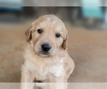 Small Photo #1 Goldendoodle Puppy For Sale in HUNTSVILLE, AL, USA