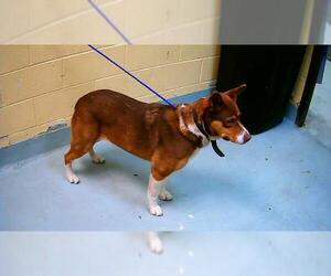 German Shepherd Dog-Unknown Mix Dogs for adoption in Tulsa, OK, USA