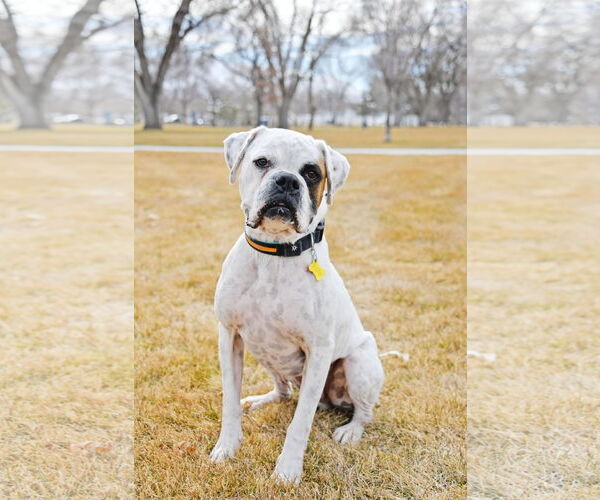 Medium Photo #7 Boxer Puppy For Sale in Sandy, UT, USA