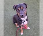 Small Rottweiler Mix