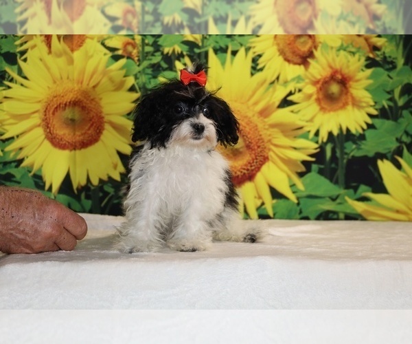 Medium Photo #10 Goldendoodle (Miniature) Puppy For Sale in DYERSBURG, TN, USA