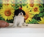 Bubbles - Female Goldendoodle (Miniature) Puppy for Sale - Photo #10