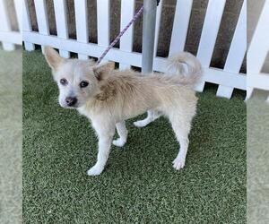 Mutt Dogs for adoption in Modesto, CA, USA