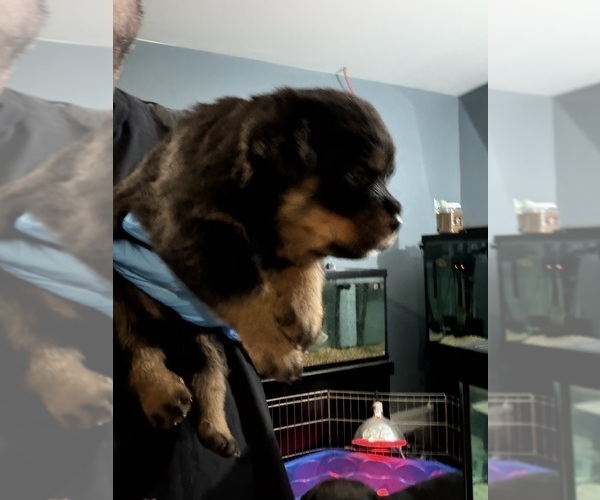 Medium Photo #2 Rottweiler Puppy For Sale in WALLINGFORD, CT, USA
