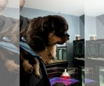 Small #1 Rottweiler