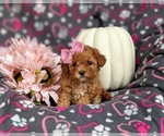 Small Photo #3 Poodle (Toy) Puppy For Sale in ELKTON, MD, USA