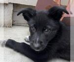 Small #1 Gerberian Shepsky