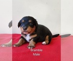 Puppy Bramble Pembroke Welsh Corgi-Poodle (Toy) Mix