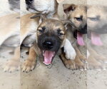 Small Black Mouth Cur Mix