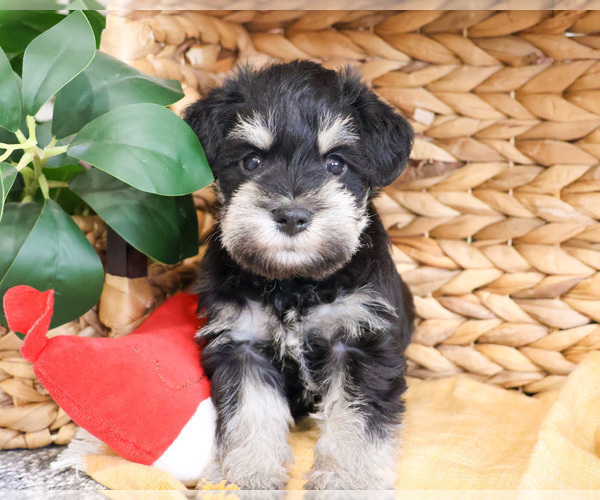 Medium Photo #8 Schnauzer (Miniature) Puppy For Sale in SYRACUSE, IN, USA