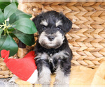 Small #7 Schnauzer (Miniature)