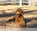 Small Photo #1 Schnoodle (Giant) Puppy For Sale in HOUSTON, TX, USA