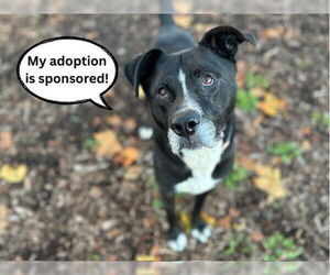 Mutt Dogs for adoption in Santa Cruz, CA, USA