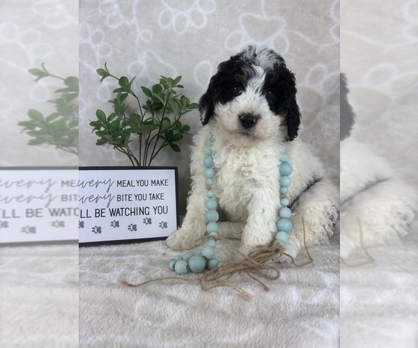 Medium Photo #6 Bernedoodle (Miniature) Puppy For Sale in INDIANAPOLIS, IN, USA