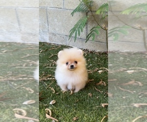 Pomeranian Puppy for sale in BEVERLY HILLS, CA, USA