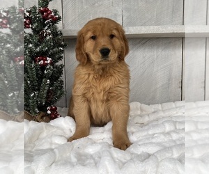 Golden Retriever Puppy for sale in FREDERICKSBURG, OH, USA