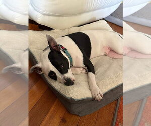 Rory - Male American Pit Bull Terrier Dog for Adoption - Photo #32