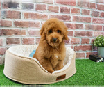 Small #2 Poodle (Miniature)