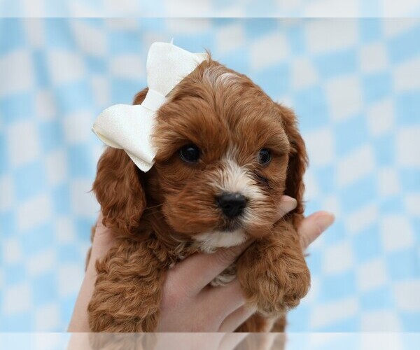 Medium Photo #2 Cavapoo (Miniature) Puppy For Sale in LIBERTY, KY, USA
