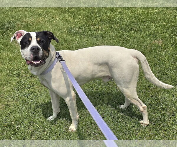 Medium Photo #1 American Pit Bull Terrier-Unknown Mix Puppy For Sale in Millersville, MD, USA