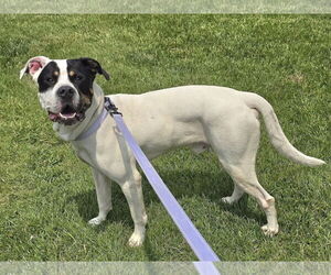 American Pit Bull Terrier-Unknown Mix Dogs for adoption in Millersville, MD, USA