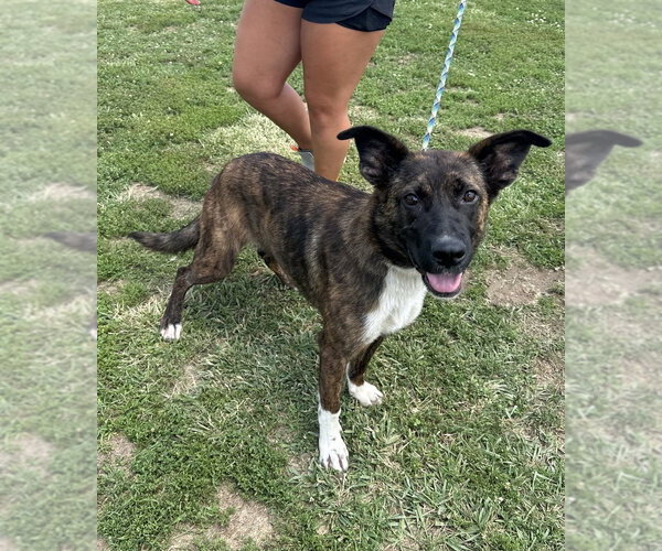 Medium Photo #3 Mutt Puppy For Sale in Evansville, IN, USA