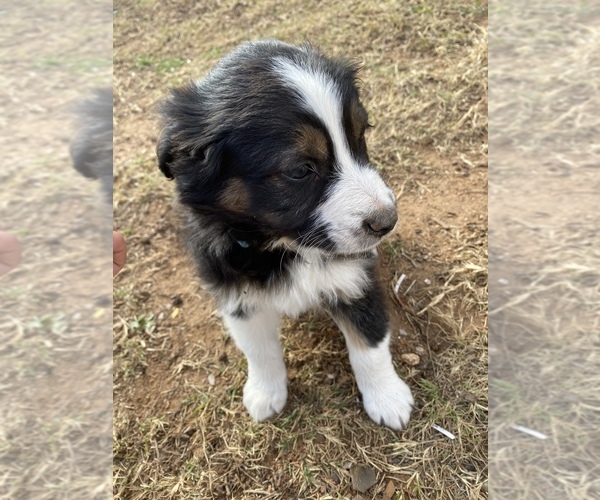 Medium Photo #22 Australian Shepherd Puppy For Sale in LUBBOCK, TX, USA