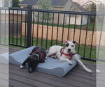 Small #2 American Pit Bull Terrier Mix