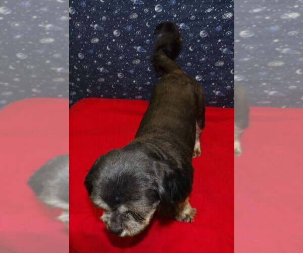 Medium Photo #17 Cavapoochon (Miniature) Puppy For Sale in PATERSON, NJ, USA