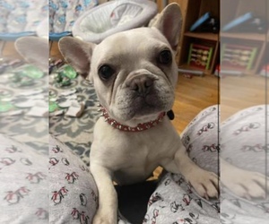 French Bulldog Puppy for sale in PRINCETON, MN, USA