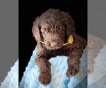 Small #3 Labradoodle