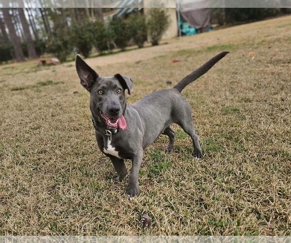 Medium Photo #2 Basschshund Puppy For Sale in Wakefield, RI, USA