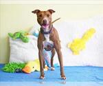 Small #1 Greyhound Mix