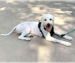 Small #1 Maltese Mix