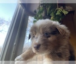 Small Photo #11 Australian Shepherd Puppy For Sale in YADKINVILLE, NC, USA