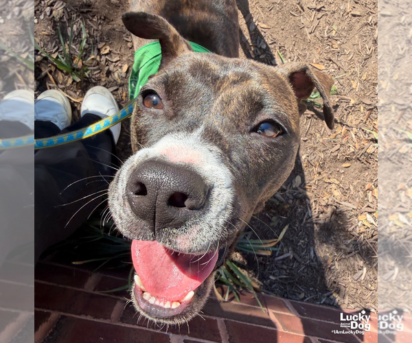 Medium Photo #7 Boxer-Unknown Mix Puppy For Sale in Washington, DC, USA